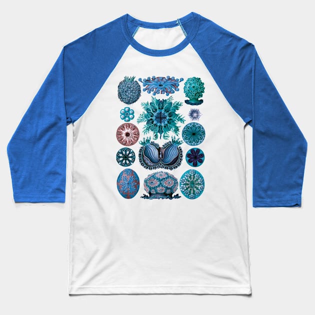 Ernst Haeckel Ascidiae Sea Squirts Blue Baseball T-Shirt by Scientistudio